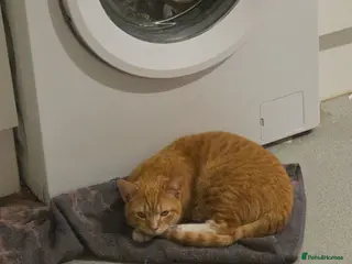 British Shorthair cats Selling my kitten - Advert 8