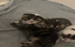Mixed Breed cats for sale: Beautiful patched tabbies looking for homes  - Image 8