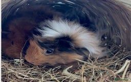 Guinea Pig rodents for sale: FREE - Two 8 month male guinea pigs - Image 6