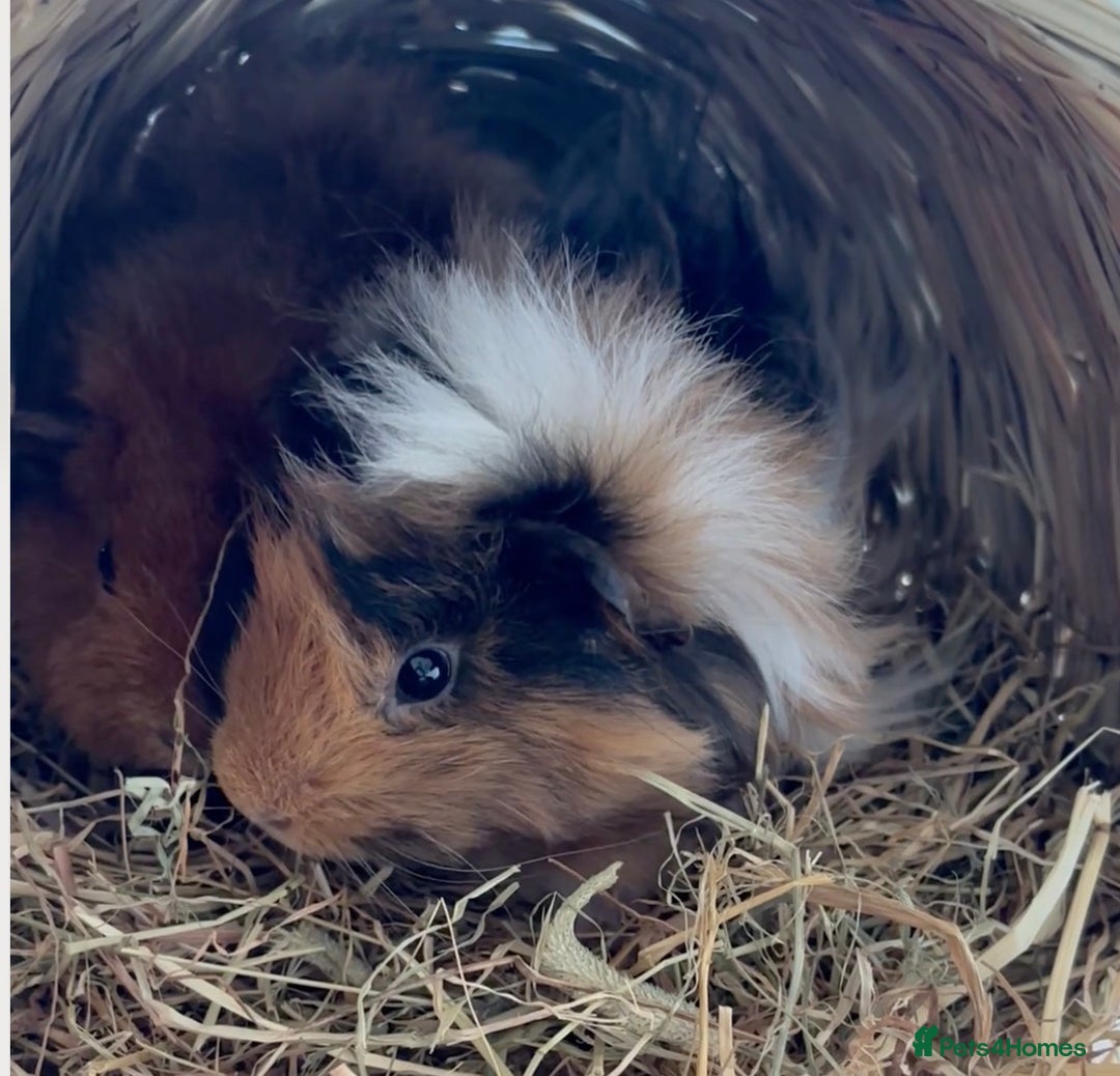 Guinea Pig rodents for sale: FREE - Two 8 month male guinea pigs - Image 6