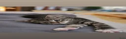Mixed Breed cats for sale: Stunning Bengal x Tabby Kittens Ready Now! in Bradford - Advert 4