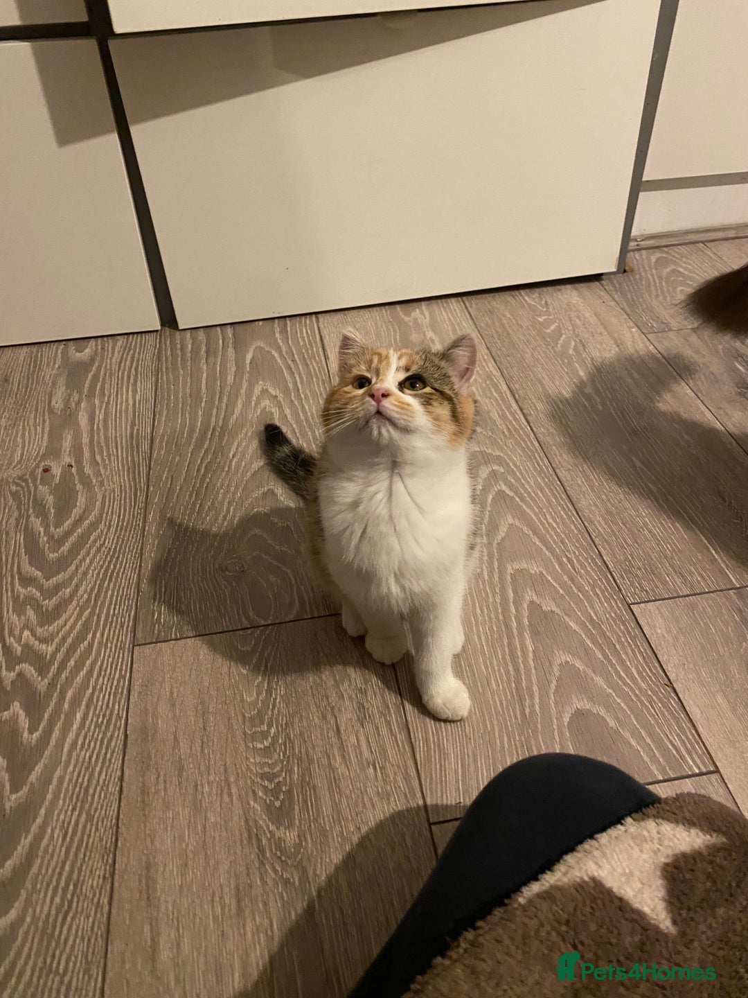 Russian Blue cats for sale: Half Russian blue kittens  - Advert 6