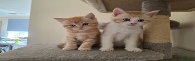 Mixed Breed Kitten 2 Simba