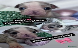 English Bulldog dogs for sale: 11 wonderful healthy happy bulldog babies  - Advert 3