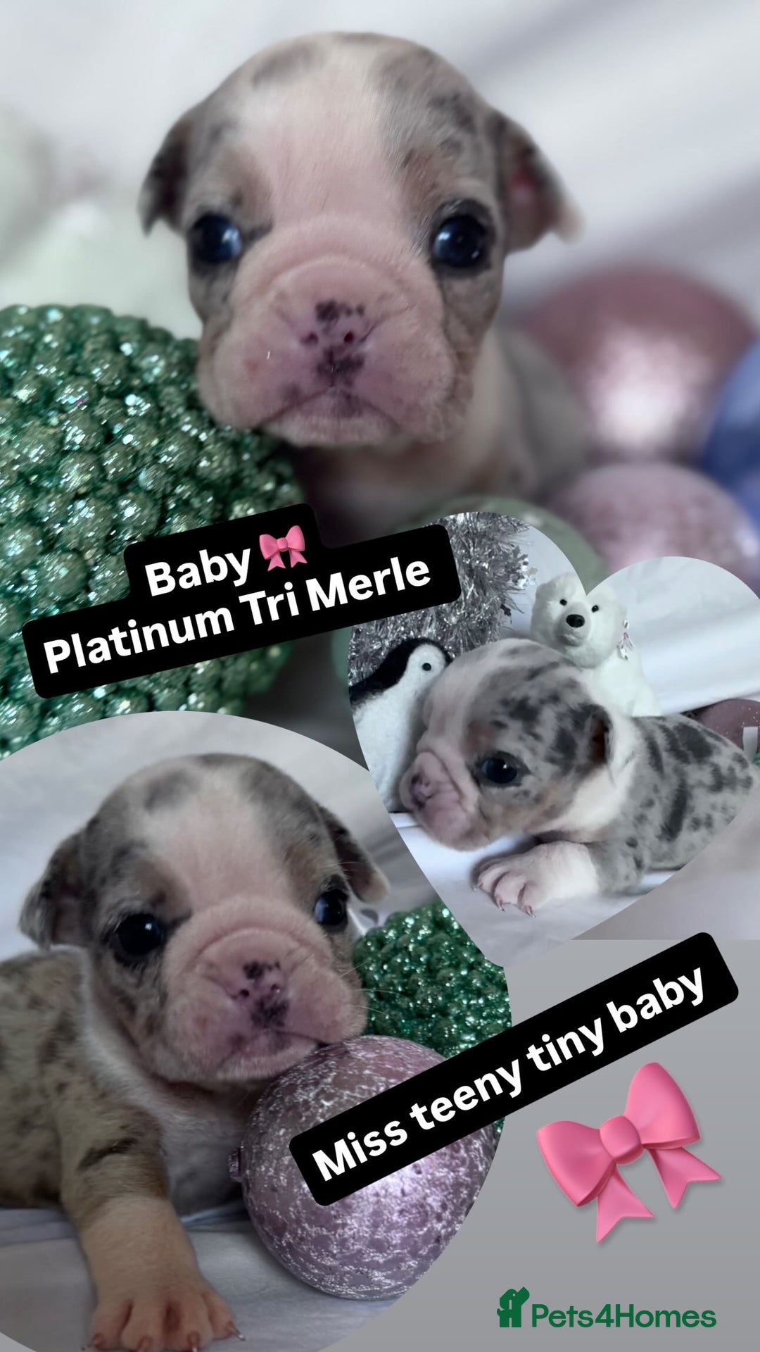 English Bulldog dogs for sale: 11 wonderful healthy happy bulldog babies  - Advert 3