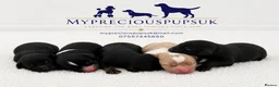 Cavapoo dogs for sale: 🧸F1  cavapoos – Ethical Licensed Breeder🧸 - Advert 1