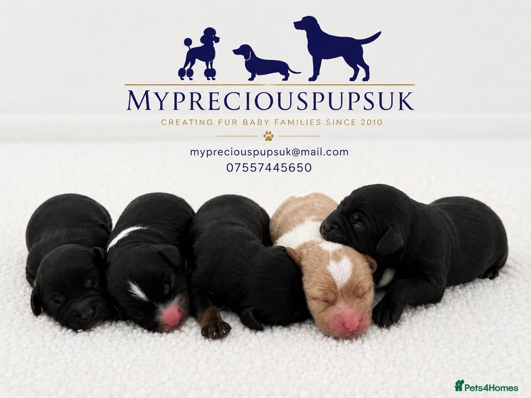 Cavapoo dogs for sale: 🧸F1  cavapoos – Ethical Licensed Breeder🧸 - Advert 1
