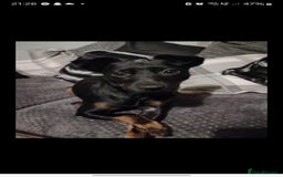 Patterjack dogs for sale: Patterjack - Image 6
