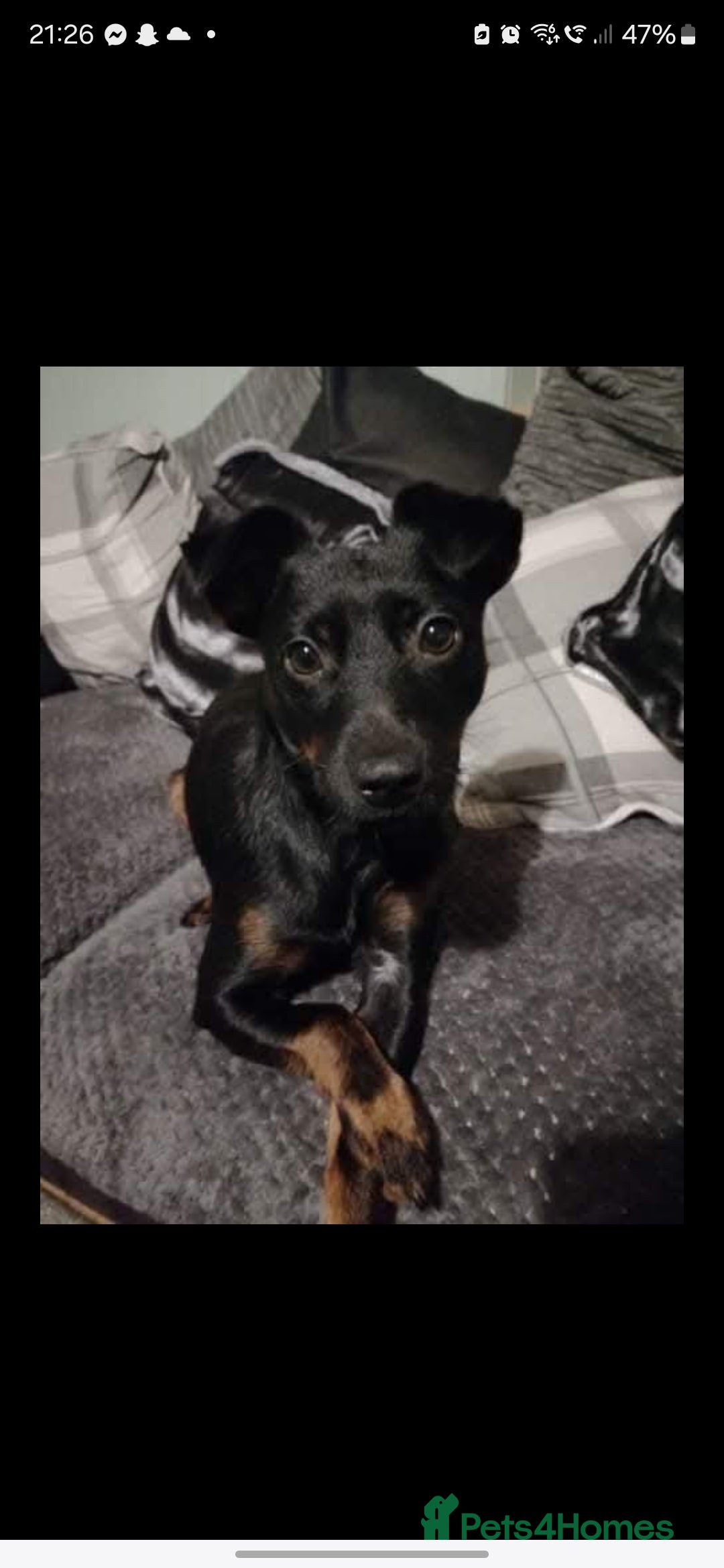 Patterjack dogs for sale: Patterjack - Image 6