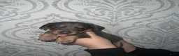 Miniature Dachshund dogs for sale: 2 remaining long haired girls miniature dachshund  - Advert 18