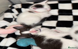 Domestic Shorthair cats for sale: 2x female domestic shorthair kittens - Image 1
