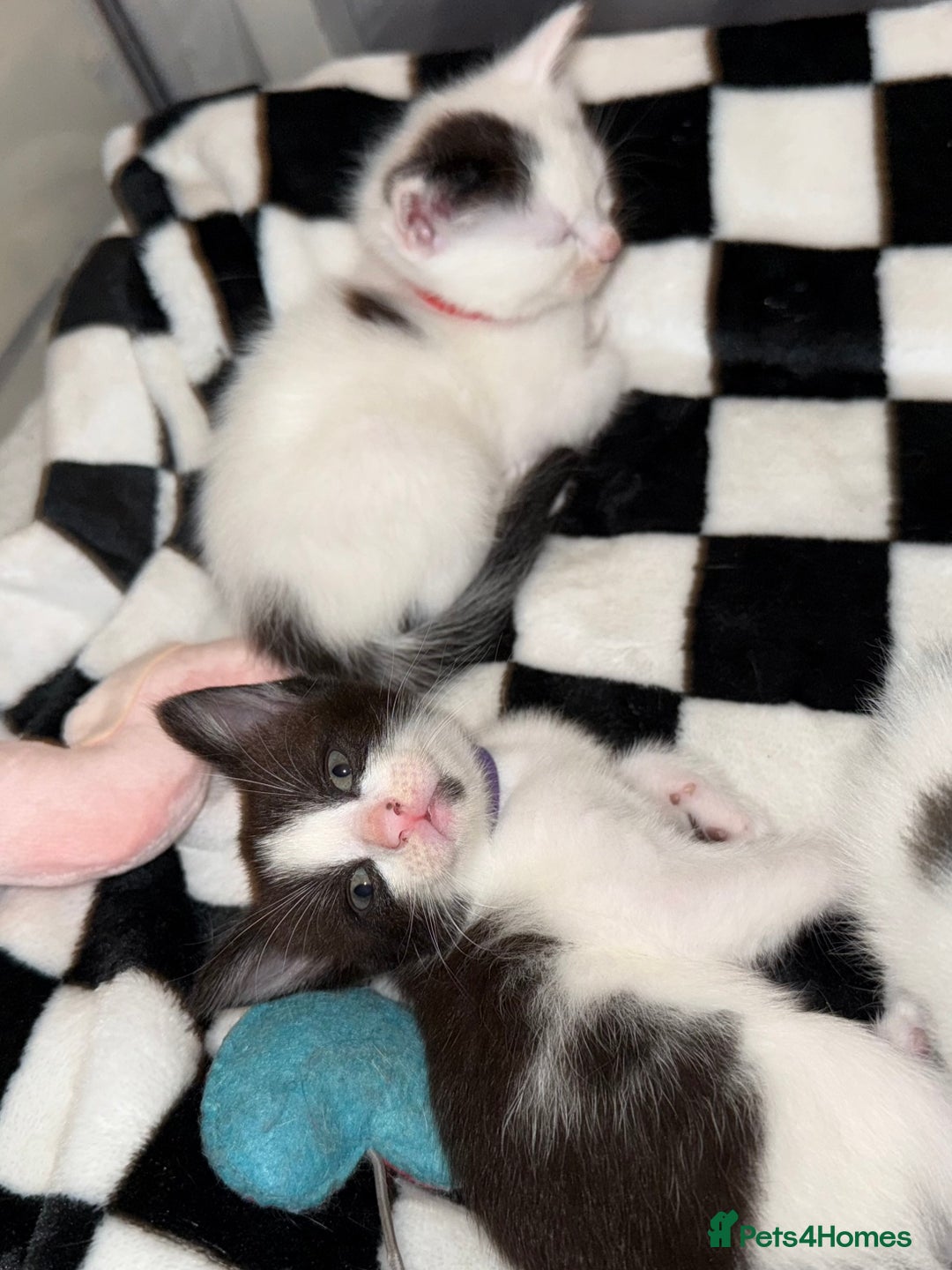 Domestic Shorthair cats for sale: 2x female domestic shorthair kittens - Image 1