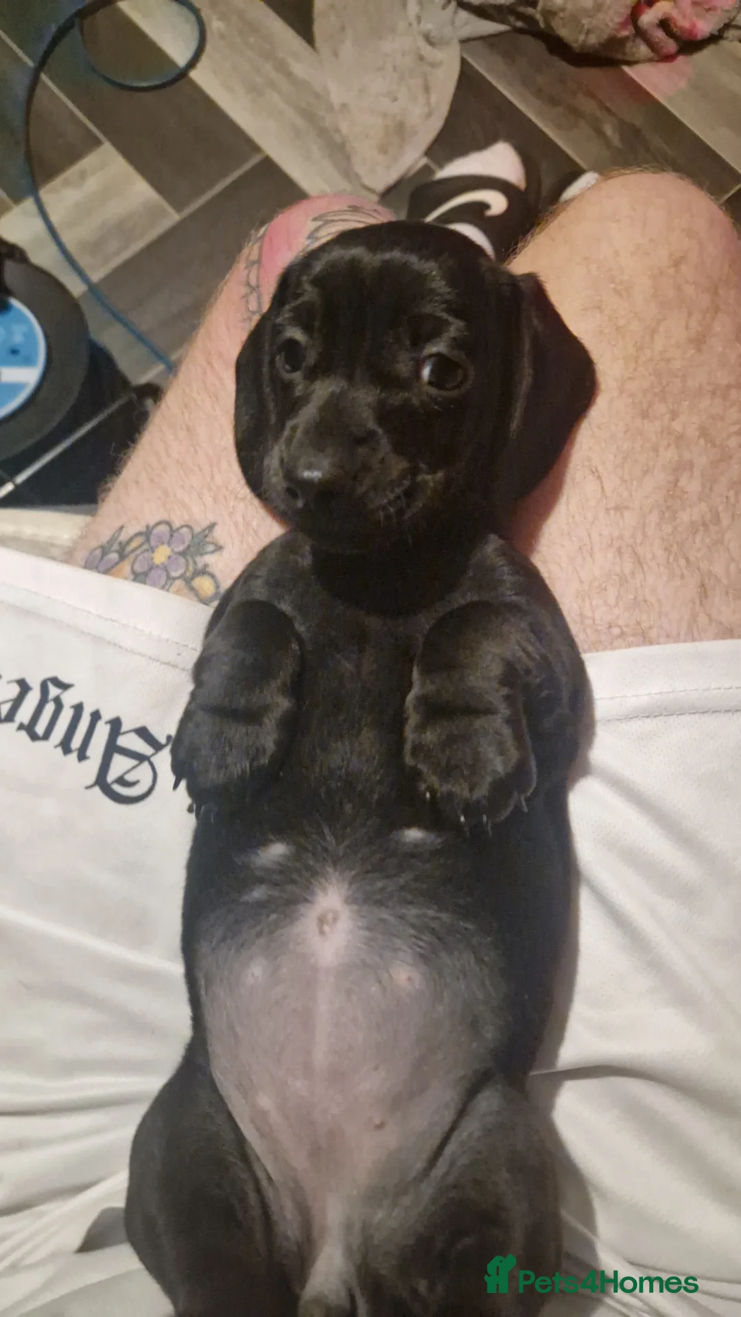 Miniature Dachshund dogs for sale: Miniature dachshund  - Advert 23