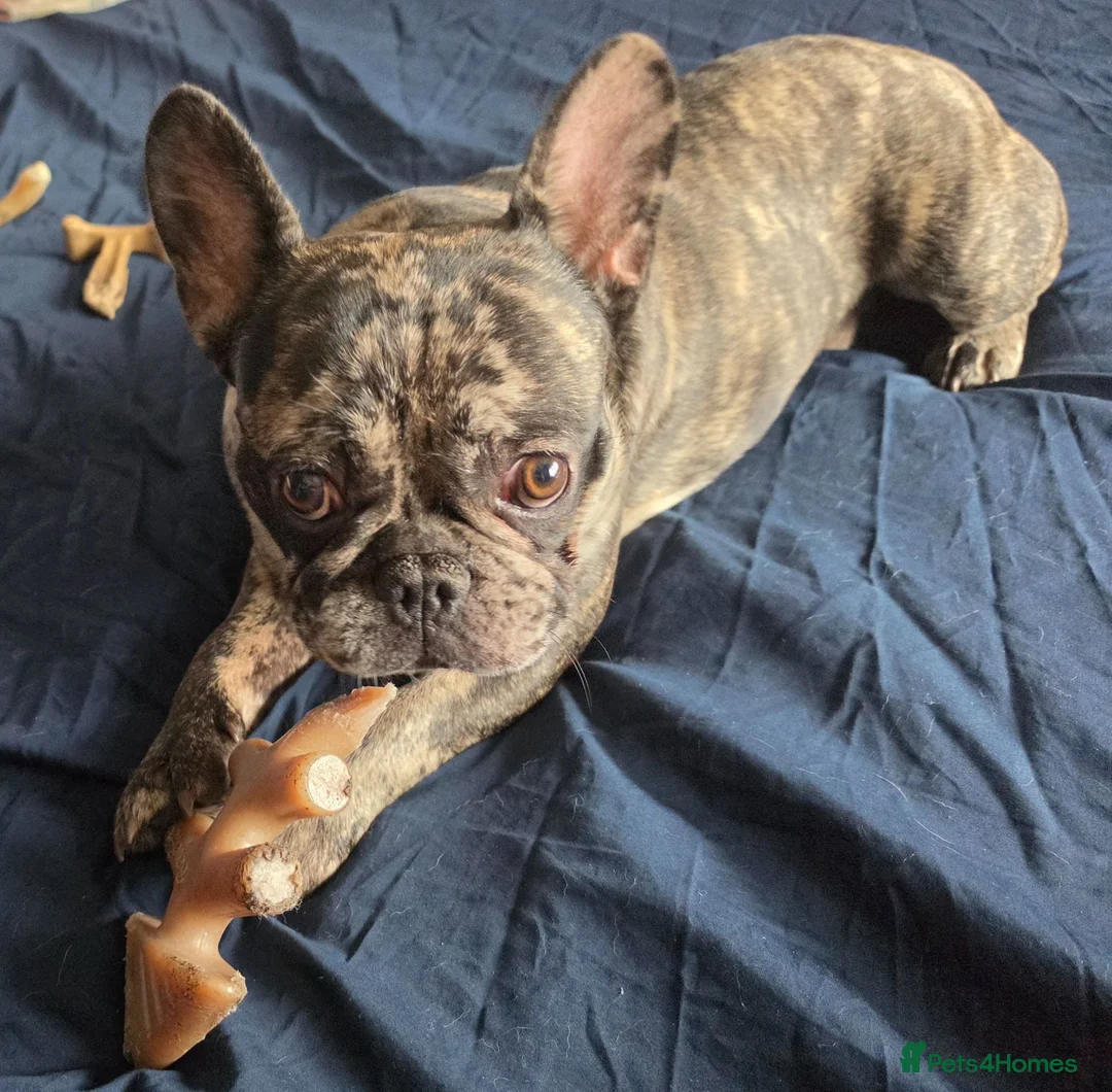 French Bulldog dogs for sale: Lovely boy french bulldog  - Advert 2