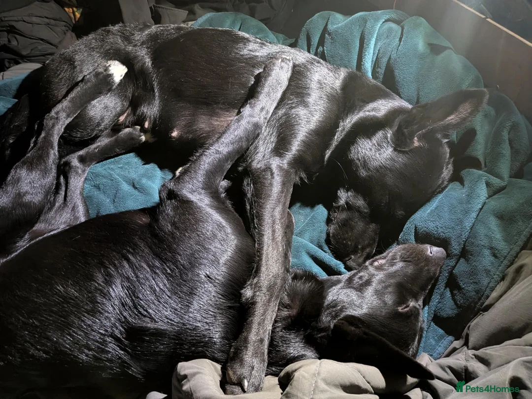 Mixed Breed dogs for sale: Heartbroken to Re-home  in Lampeter - Advert 1
