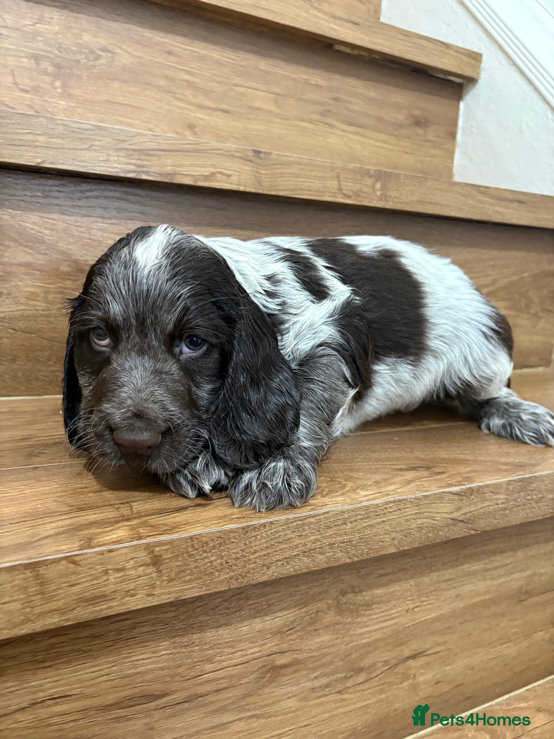 Cocker Spaniel dogs for sale: Beautiful Show-Type Cocker Spaniel puppies - Advert 7