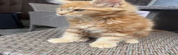 Maine Coon cats for sale: Ready now ⭐️ Maincoon Tica kittens - Advert 7