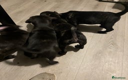 Frug dogs for sale: 4 Male Frugs, Available now! - Image 3