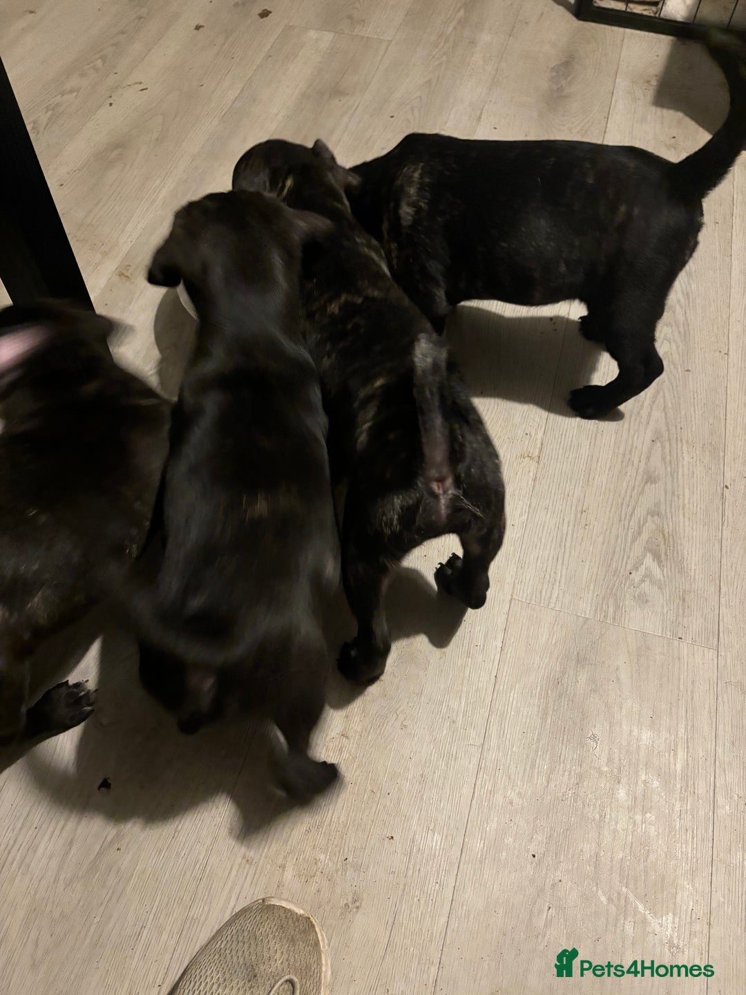 Frug dogs for sale: 4 Male Frugs, Available now! - Image 3