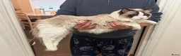 Ragdoll cats for sale: TICA Reg. Championship bloodline Ragdoll kitten - Advert 3