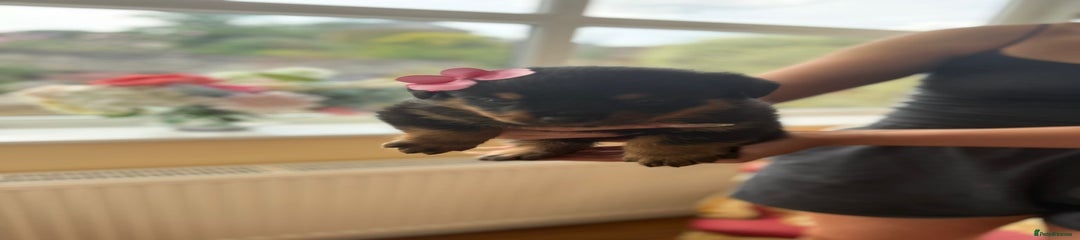 Rottweiler Puppy 3