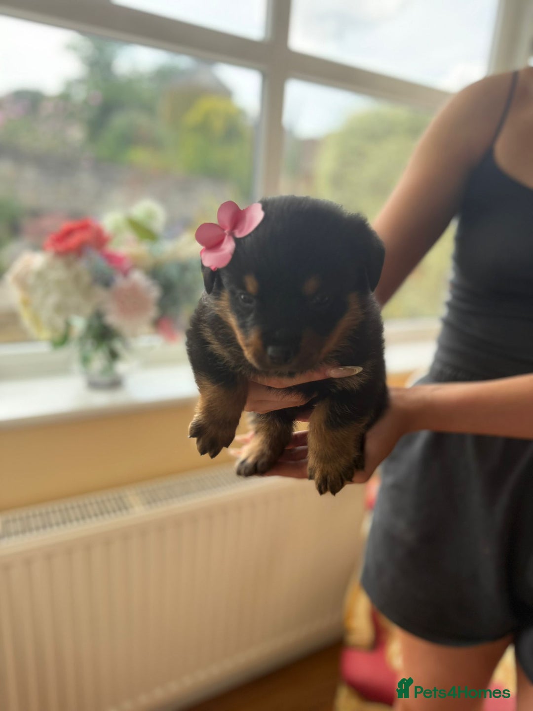 Rottweiler dogs for sale: Rottweiler puppies  - Image 4