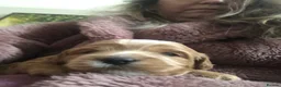 Mixed Breed dogs for sale: Shorkie poo puppies  in Belper - Advert 20