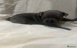 Staffordshire Bull Terrier dogs for sale: KC reg blue staffordshire bull terrier - Image 10