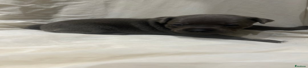 Staffordshire Bull Terrier Puppy 5