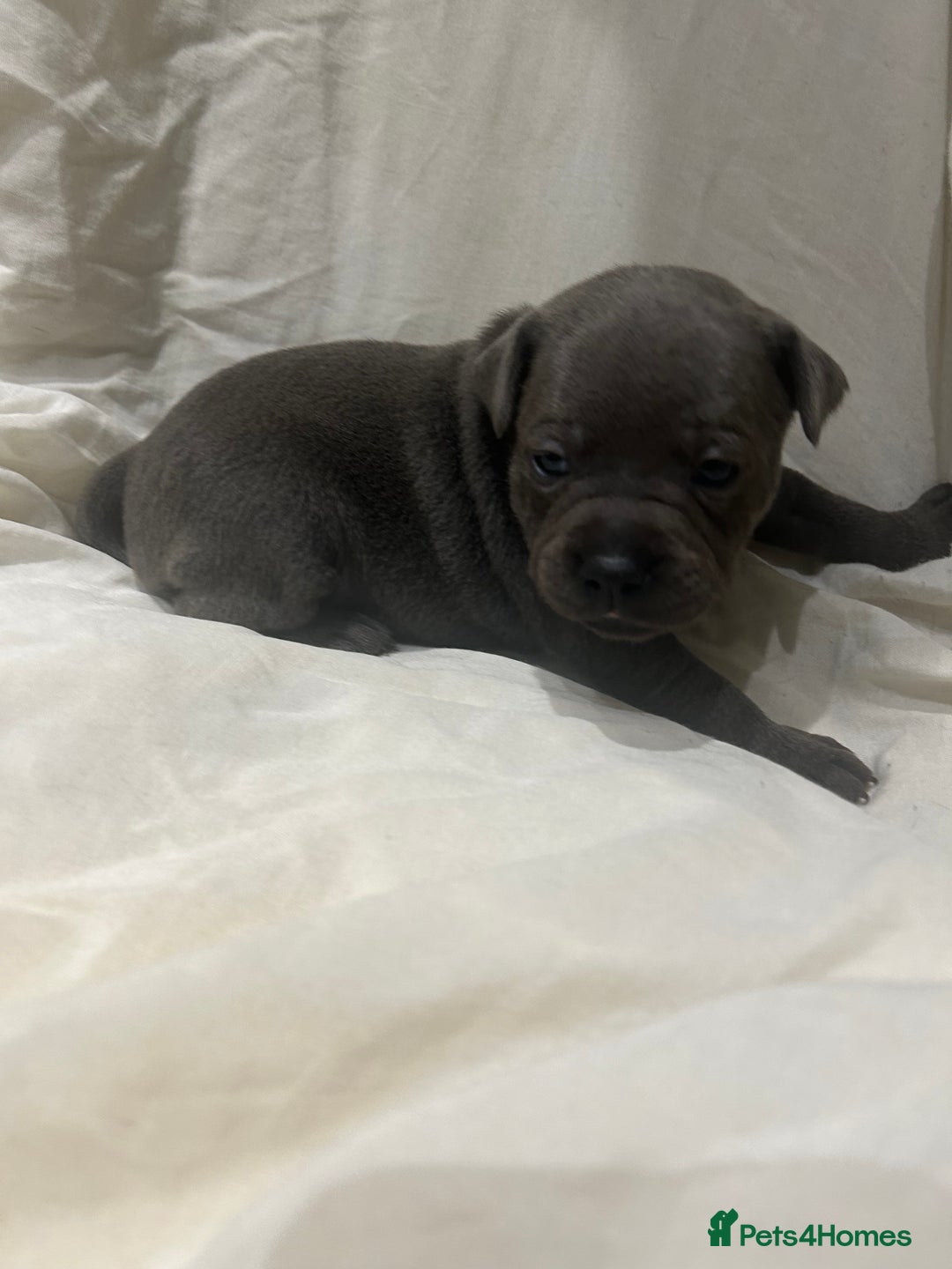 Staffordshire Bull Terrier dogs for sale: KC reg blue staffordshire bull terrier - Image 10