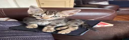 Domestic Shorthair cats for sale: Cute tabby and back and white kittens - Advert 5