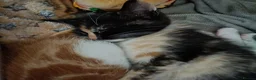 Mixed Breed cats for sale: Three beautiful kittens ready for their new homes - Advert 4