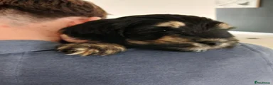 Cockapoo 1