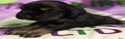 Cocker Spaniel dogs for sale: KC BLACK AND TAN boys 17 dna health tested clear  - Advert 6