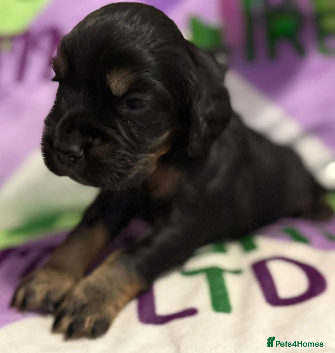 Cocker Spaniel dogs for sale: KC BLACK AND TAN boys 17 dna health tested clear  - Advert 6