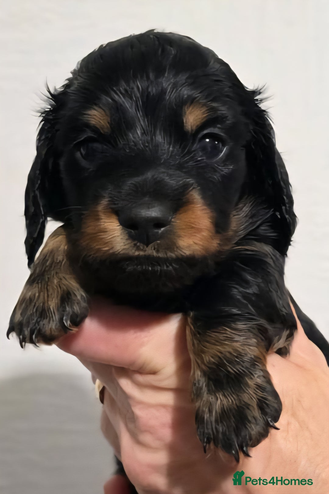 Miniature Dachshund dogs for sale: KC Reg. PRA Clear Long Haired Mini Dachshunds  - Advert 3