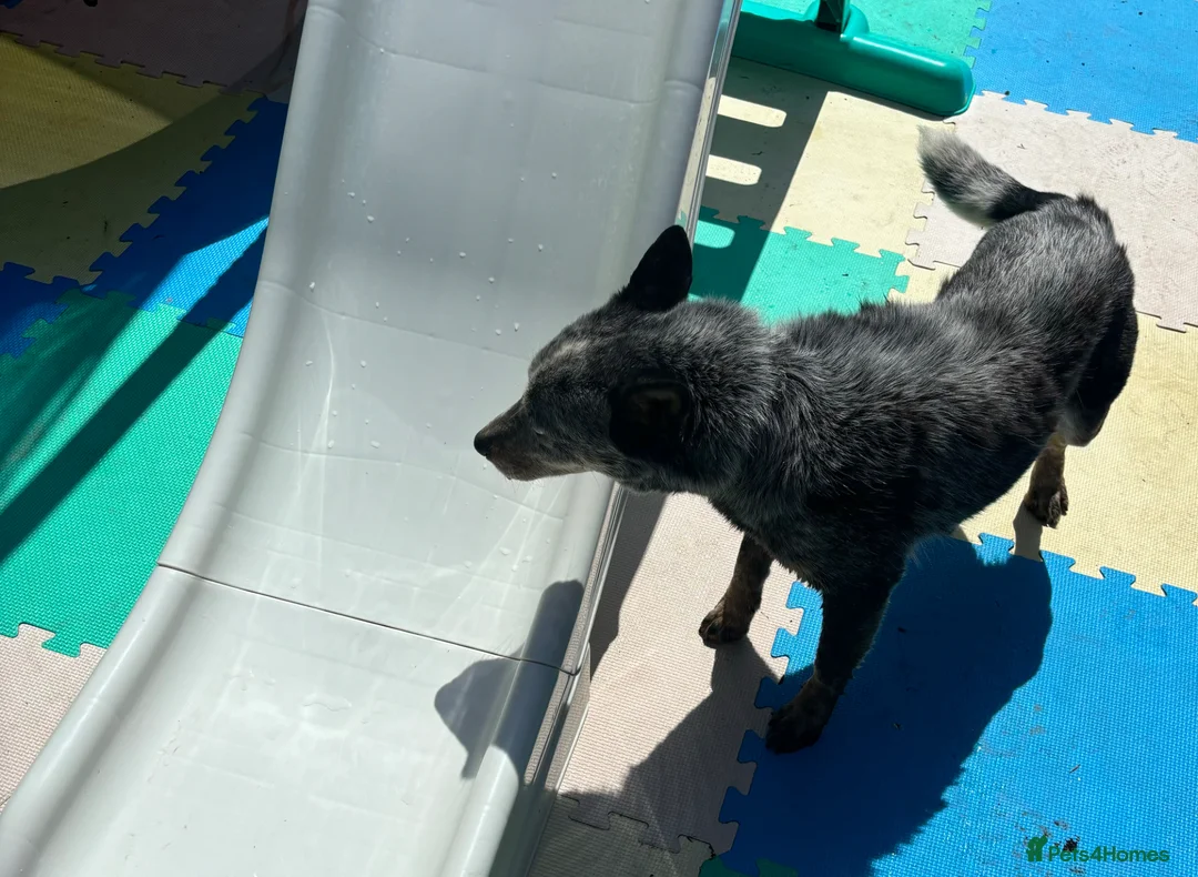 Australian Cattle Dog dogs for sale: Australian cattle bitch for sale  in Sittingbourne - Advert 2