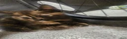 Mixed Breed cats for sale: 4 beautiful tortie kittens  - Advert 4
