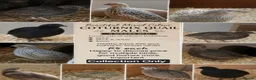 Quail poultry for sale: Quail - Males - Advert 1