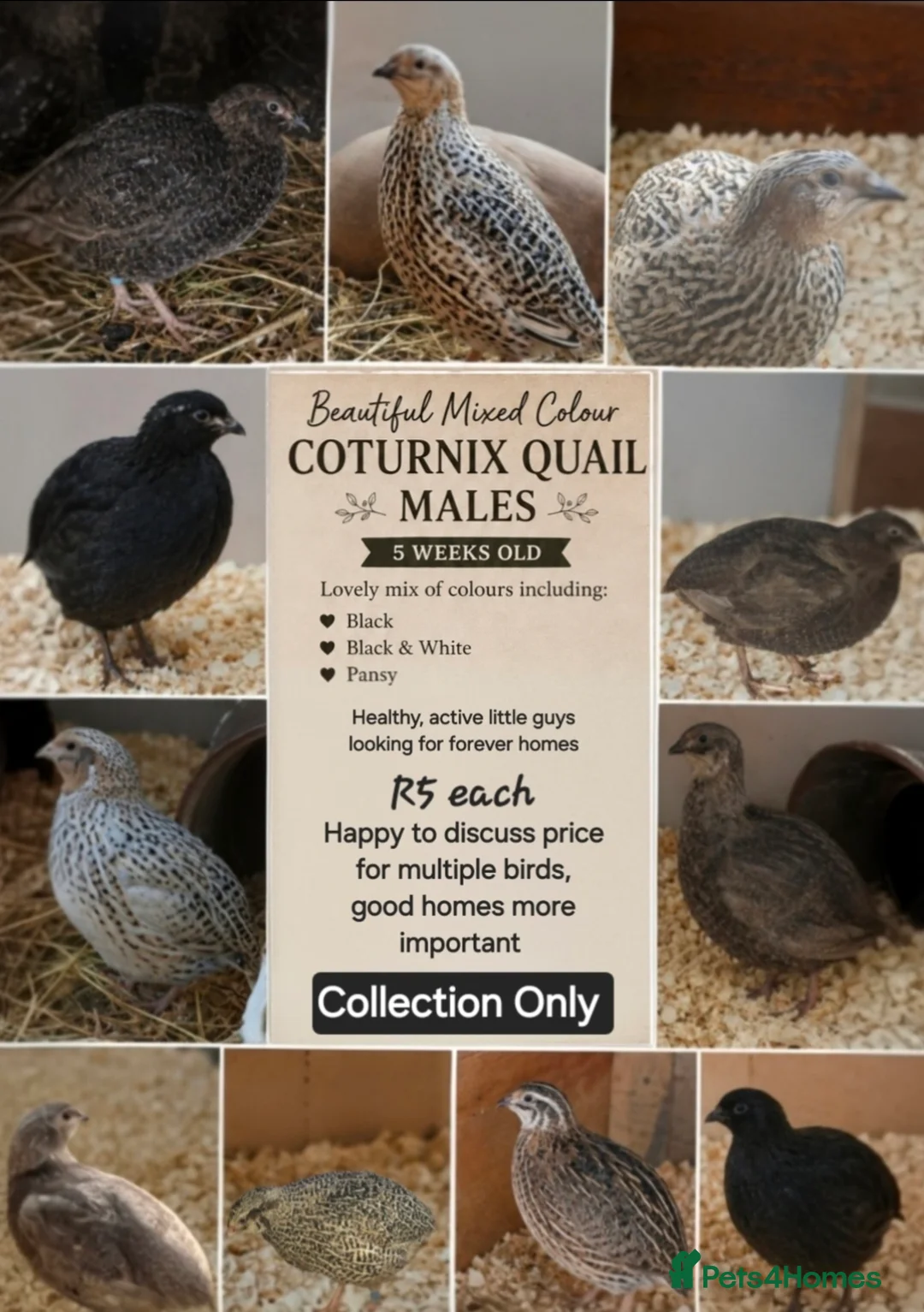 Quail poultry for sale: Quail - Males - Advert 1