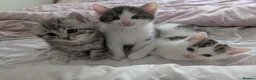 Mixed Breed cats for sale: Persian cross mix - Advert 8