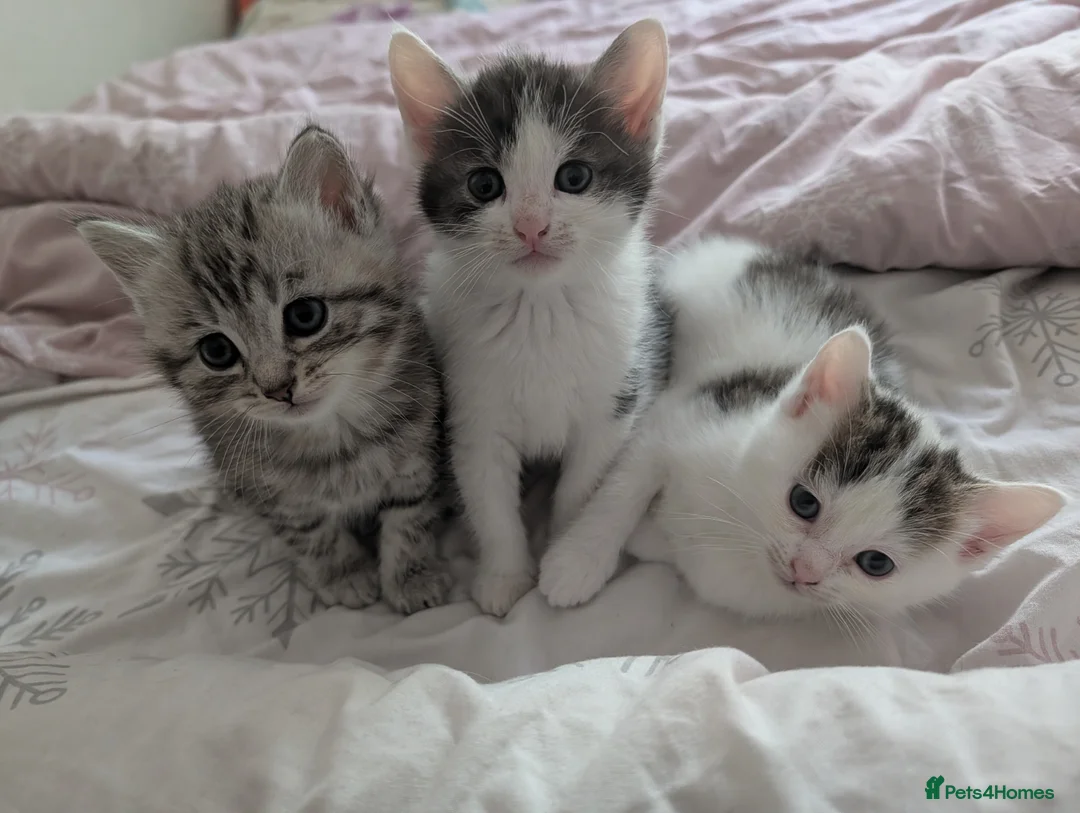 Mixed Breed cats for sale: Persian cross mix - Advert 8