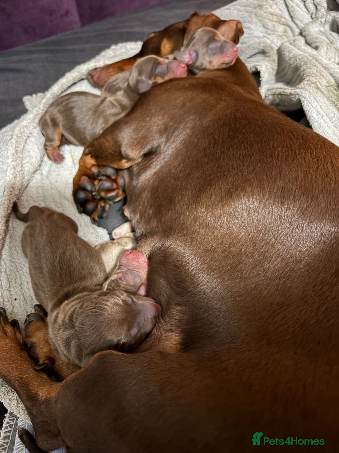 Miniature Dachshund dogs for sale: Stunning Miniature Dachshund Babies 💙🩷🩷🩷 - Advert 2