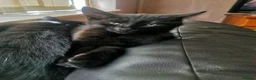Mixed Breed cats for sale: 2 male kittens 1 black & 1 white  - Advert 4