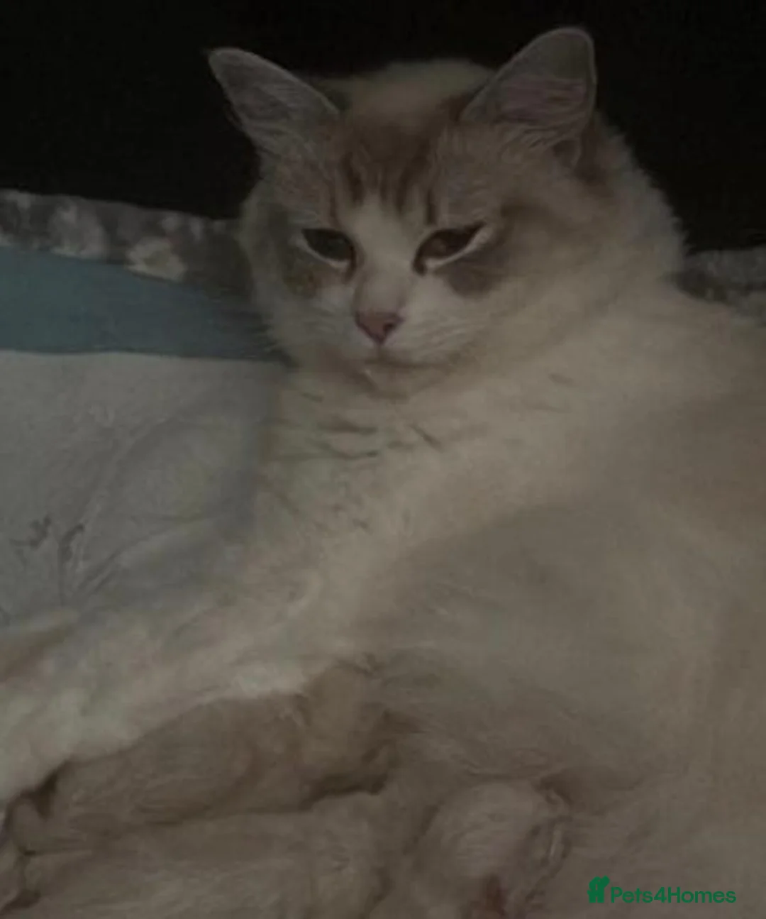 Ragdoll cats for sale: Gorgeous Ragdoll  - Advert 2
