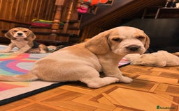 Beagle dogs for sale: Adorable Beagle Puppies for Sale! - Image 6