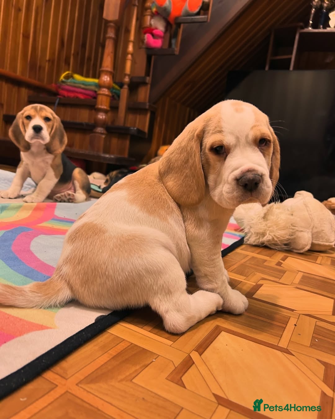 Beagle dogs for sale: Adorable Beagle Puppies for Sale! - Image 6