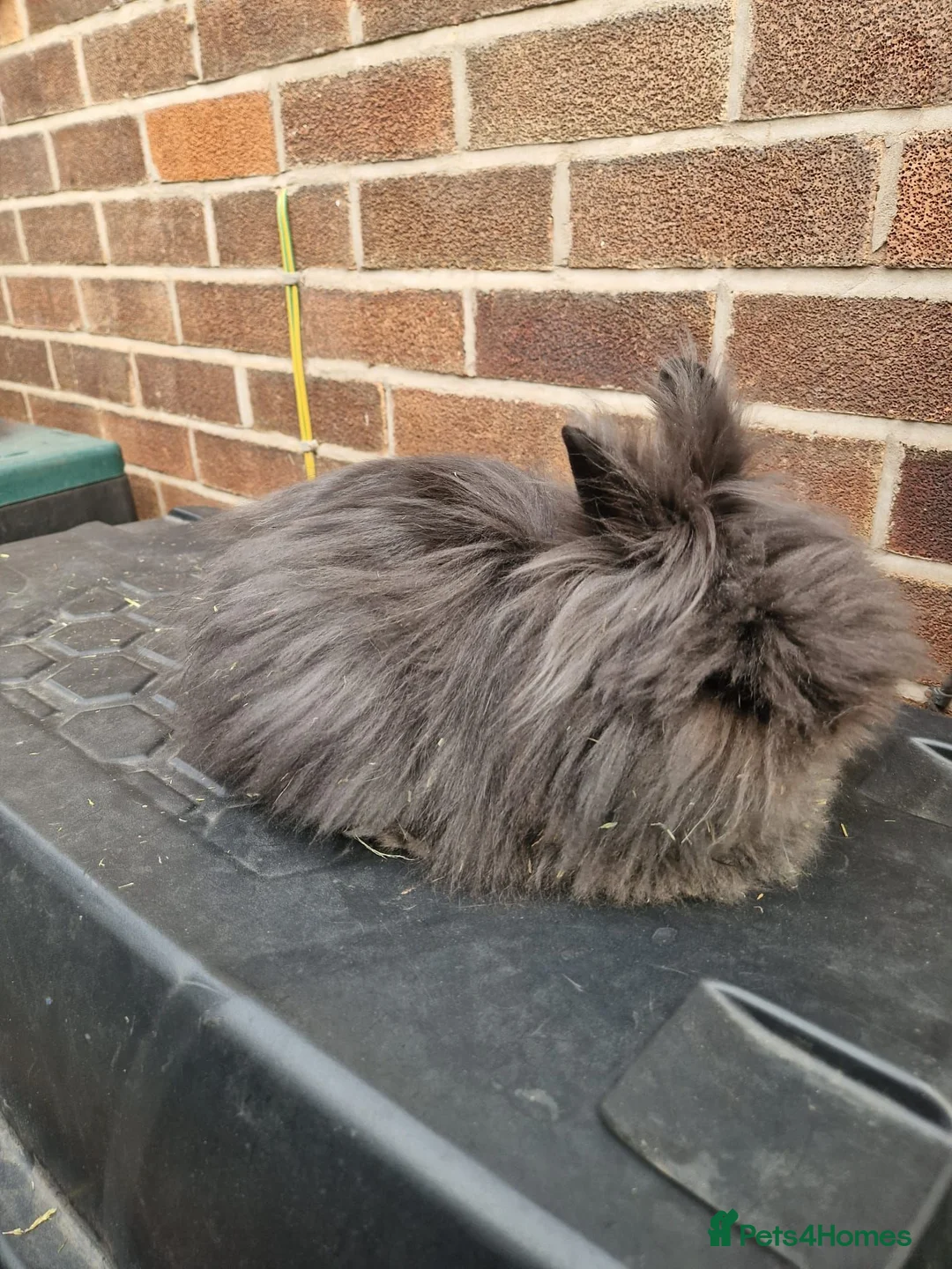 Mixed Breed rabbits for sale: 2 bonded female rabbits - Advert 2