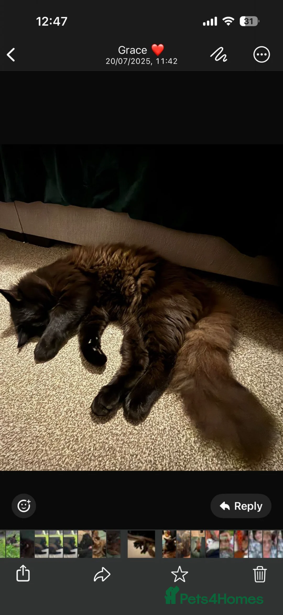 Siberian cats for sale: One pure Siberian male- 4th litter very large  - Advert 4