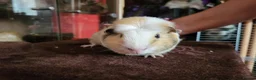 Guinea Pig rodents for sale: Guinea Pig Free to Good Home - Advert 6